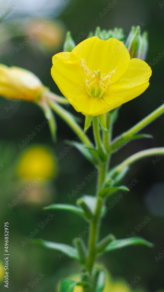Macro de pétales de fleurs jaunes sauvages Macro de pétales de fleurs jaunes sauvages