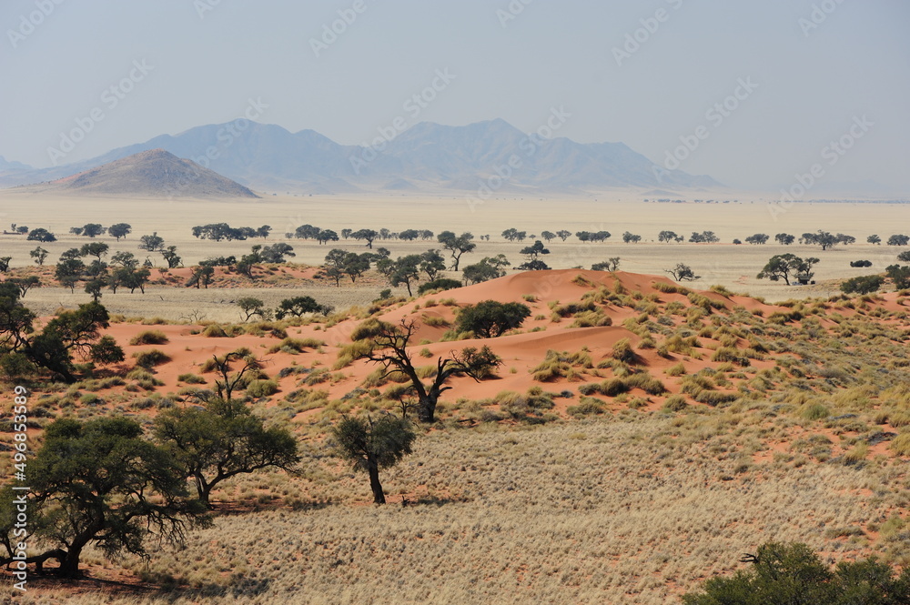 View over grass savannah Namib desert