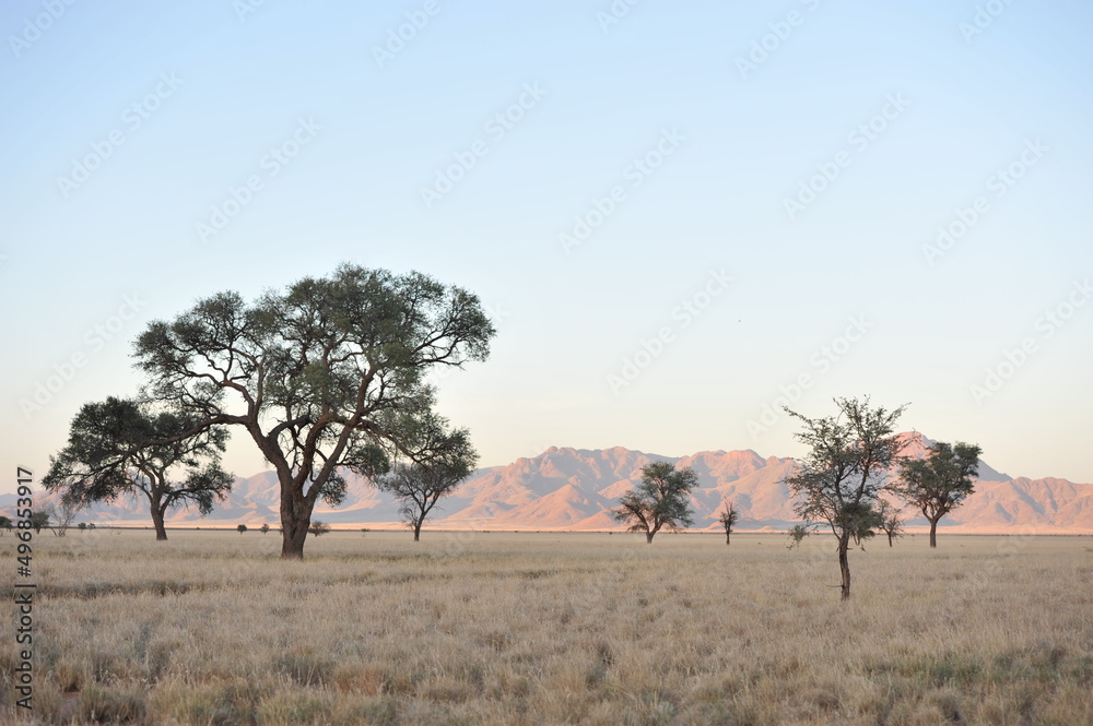 Obraz premium Trees grass savannah Namib desert