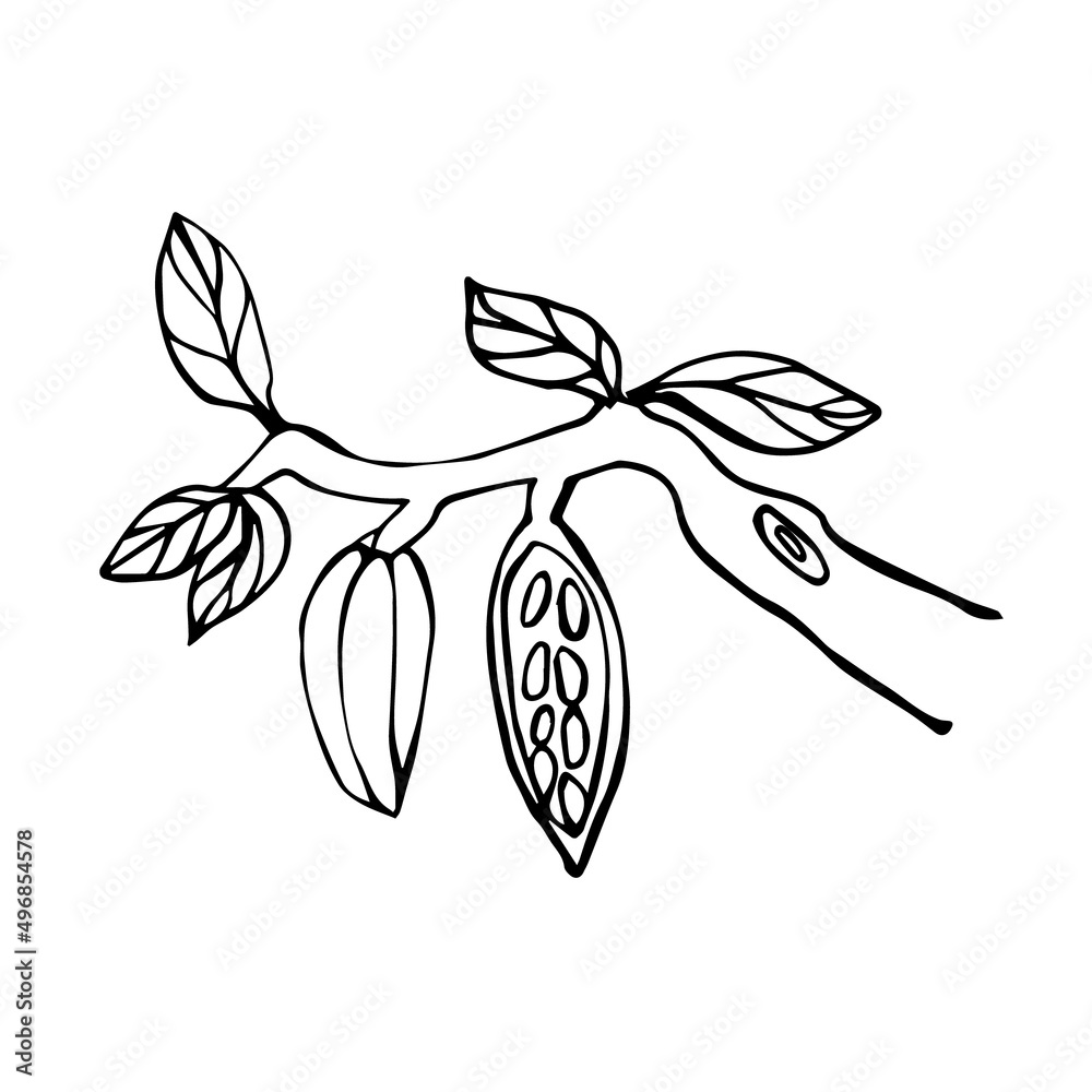 Vector branch of a cocoa tree with leaves and two cocoa beans. Doodle illustration of cocoa on a white background isolated