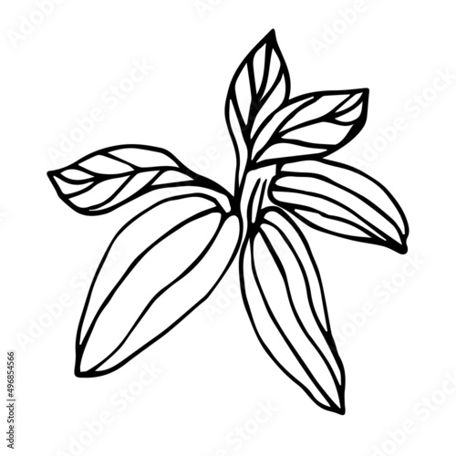 Sketch of a cocoa fruit with leaves on a white background in doodle style