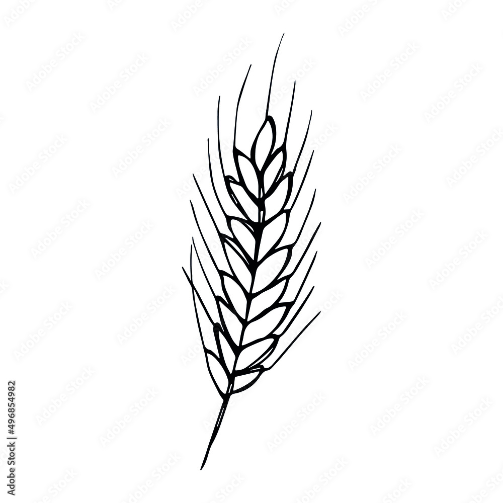 Vector hand drawn wheat illustration. Isolated doodle on white background. Harvest clipart. Farm market product. Vector hand drawn wheat illustration. Isolated doodle on white background. Harvest clipart. Farm market product.