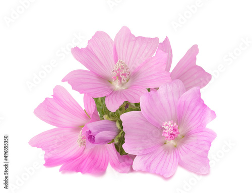 Greater musk mallow flowers photo