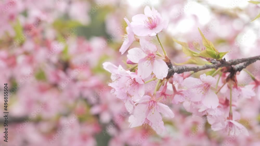 Pink Kawazu cherry blossoms swaying in the wind in spring Pink Kawazu cherry blossoms swaying in the wind in spring