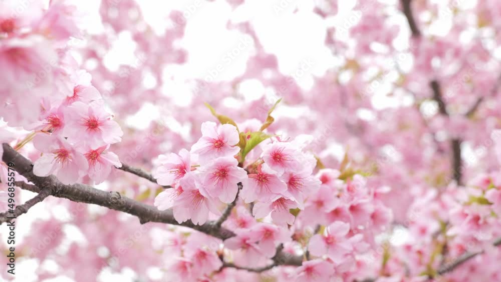 Pink Kawazu cherry blossoms swaying in the wind in spring Pink Kawazu cherry blossoms swaying in the wind in spring