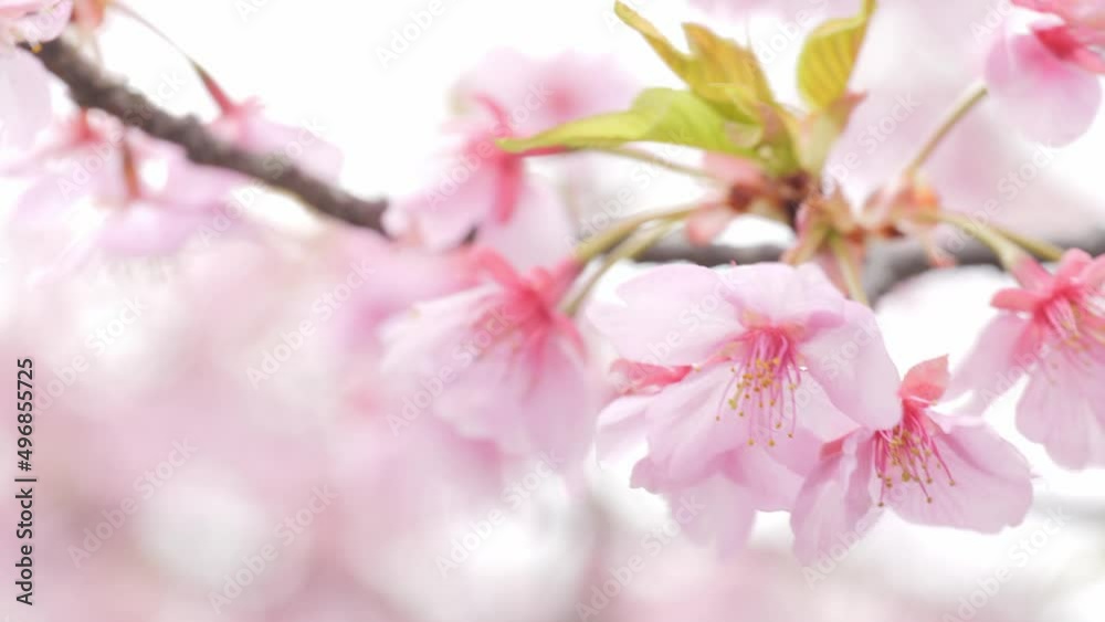 Pink Kawazu cherry blossoms swaying in the wind in spring Pink Kawazu cherry blossoms swaying in the wind in spring