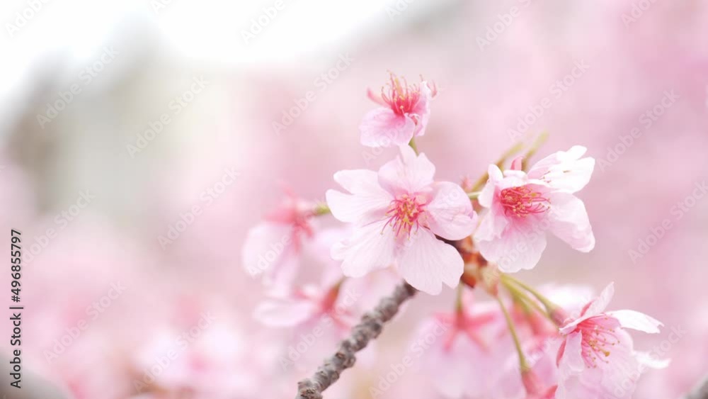 Pink Kawazu cherry blossoms swaying in the wind in spring Pink Kawazu cherry blossoms swaying in the wind in spring