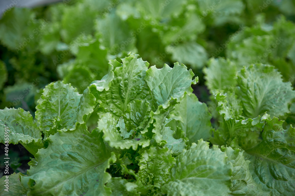 Green fresh lettuce background. Spring work. Healthy food concept. Green fresh lettuce background. Spring work. Healthy food concept.