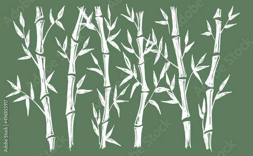 Bamboo tree. Hand drawn style. Vector illustrations.  