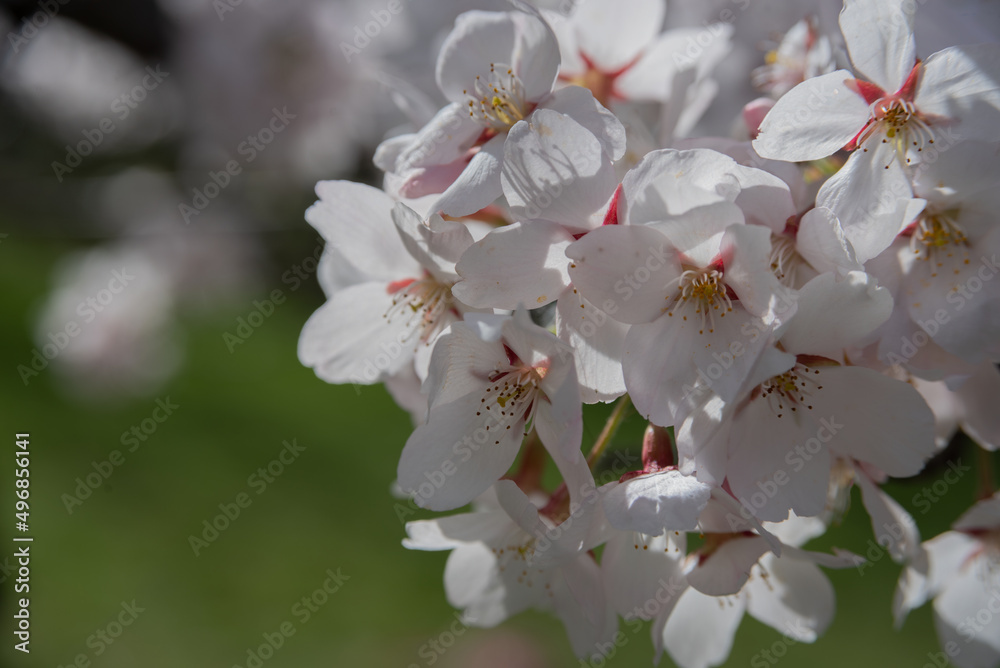 Cherry trees in bloom in the spring Cherry trees in bloom in the spring