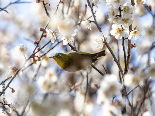 Closeup of a warbling white-eye perched on a plum blossom among buds on a branch of a tree in Japan photo