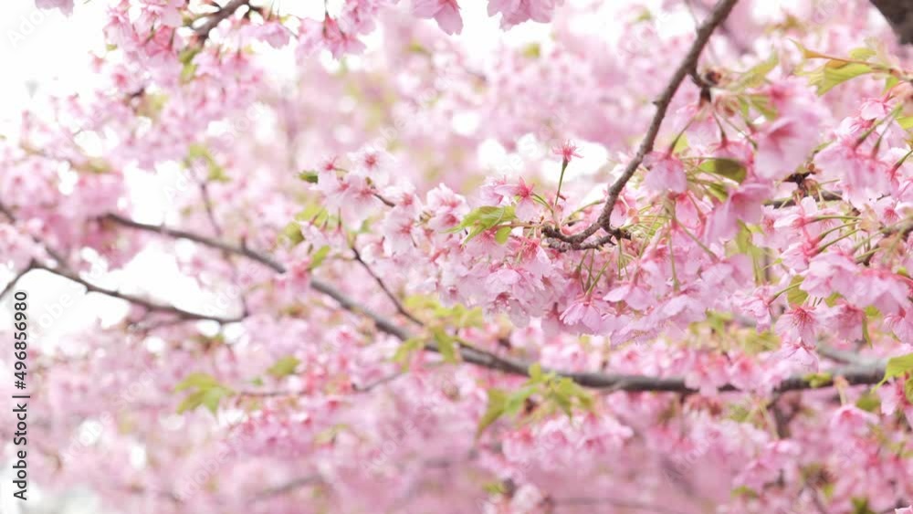 Pink Kawazu cherry blossoms swaying in the wind in spring Pink Kawazu cherry blossoms swaying in the wind in spring