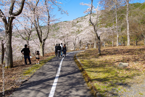土師ダム周辺の桜並木（広島県安芸高田市 2022年4月）