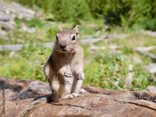 Close up of cute squirrel in Yellowstone National Park, Wyoming, USA. © Maleo Photography