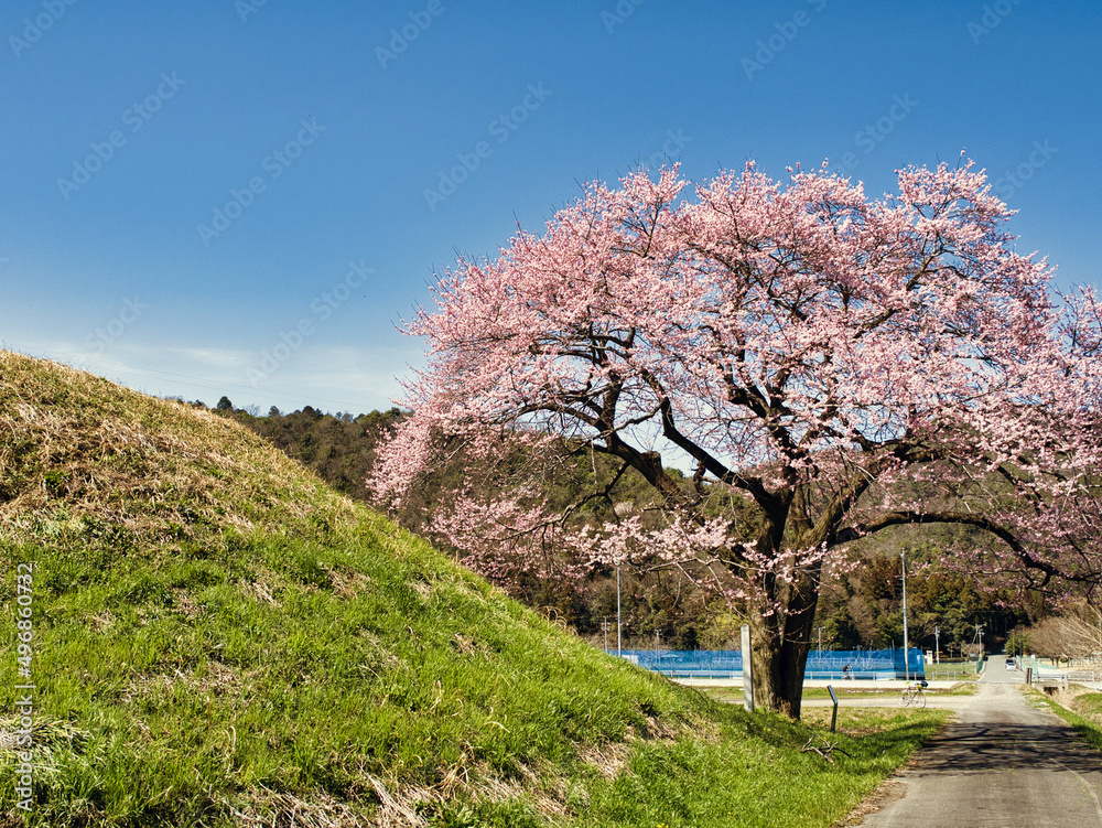 Naklejka premium 桜と丘