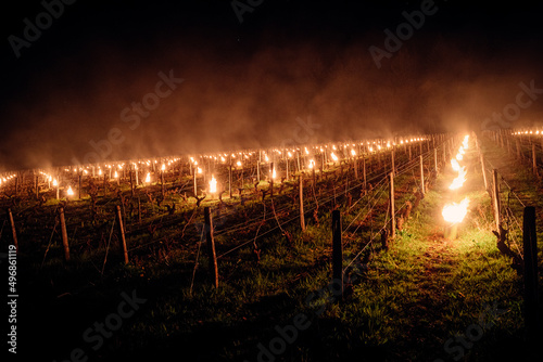 Feux allumés dans un vignoble pour protéger les vignes du gel la nuit