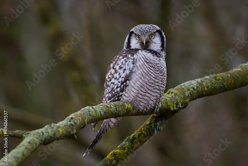 Selective focus shot of a Northern hawk owl perched on a tree branch