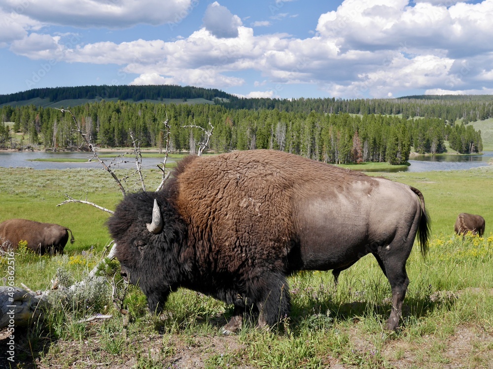 Close up of male bison in Hayden Valley. Yellowstone National Park, Wyoming, USA.