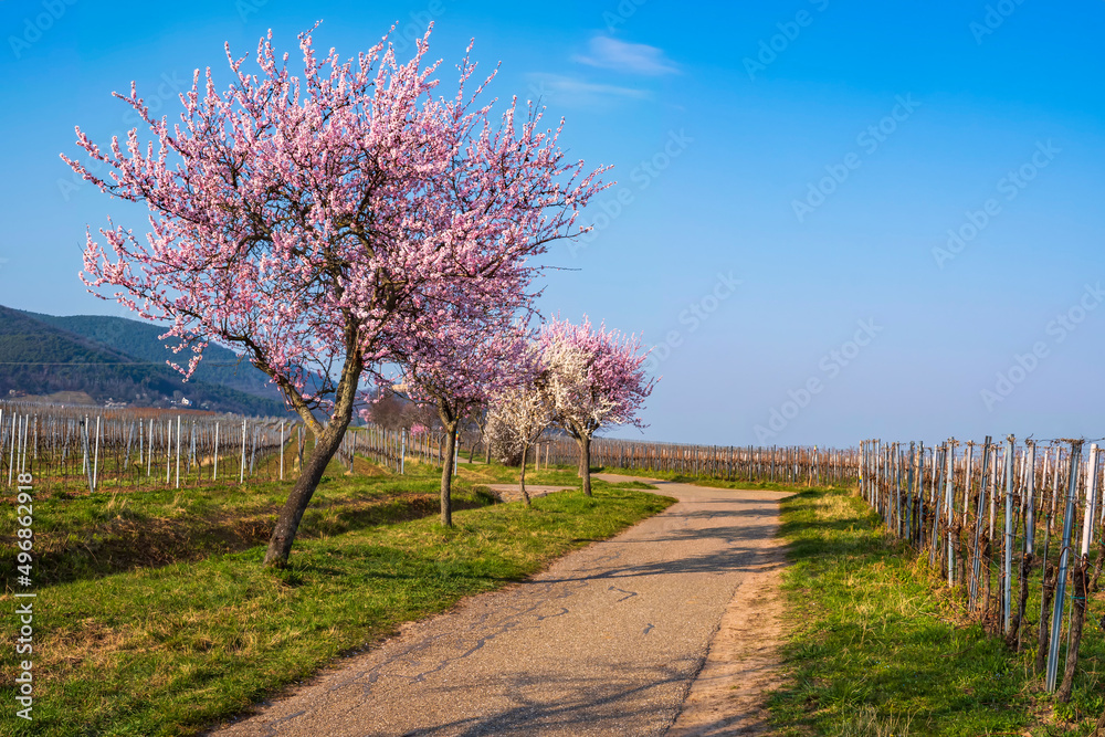 View of flowering almond trees along a path in the Palatinate/Germany View of flowering almond trees along a path in the Palatinate/Germany