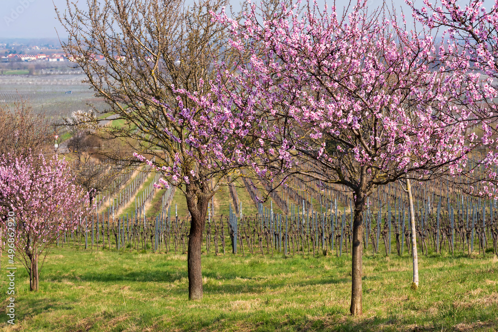 Fototapeta premium View of flowering almond trees along a path in the Palatinate/Germany 