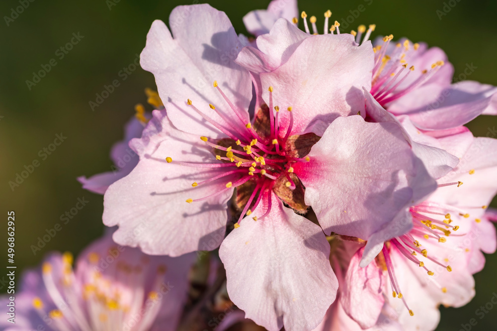 Close-up of a magnificent pink almond blossom in the Palatinate/Germany in spring Close-up of a magnificent pink almond blossom in the Palatinate/Germany in spring