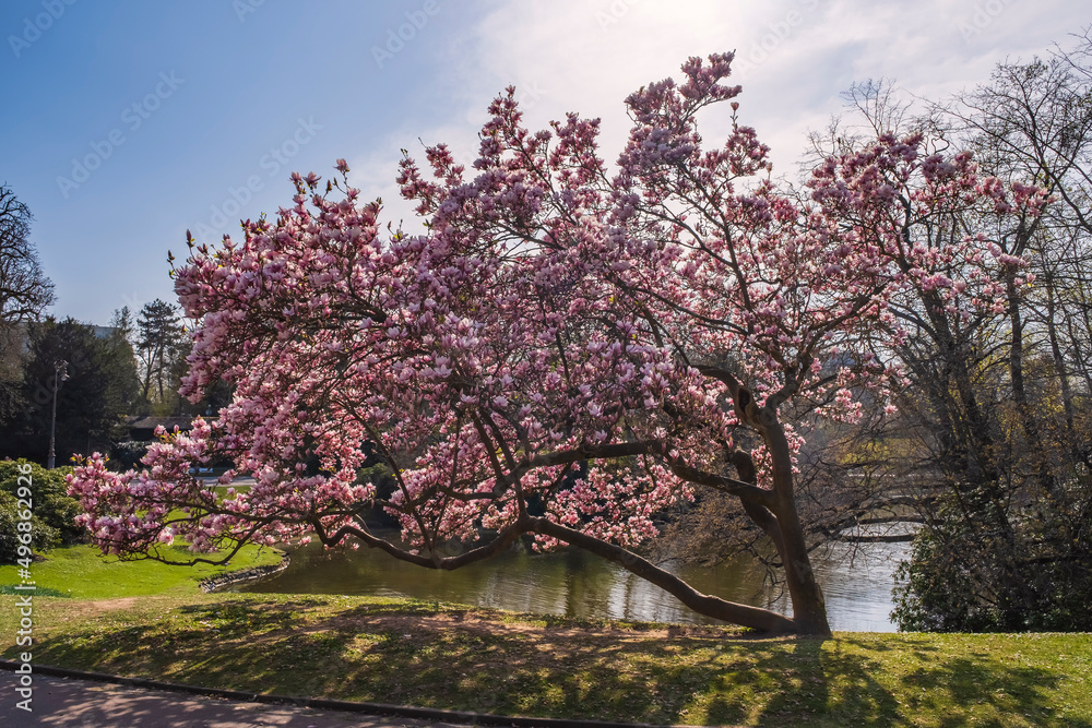 Fototapeta premium Blooming magnolia tree in the spa park of Wiesbaden/Germany against the light