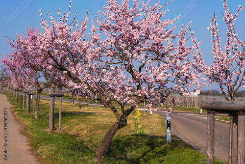 View of flowering almond trees along a path in the Palatinate/Germany 