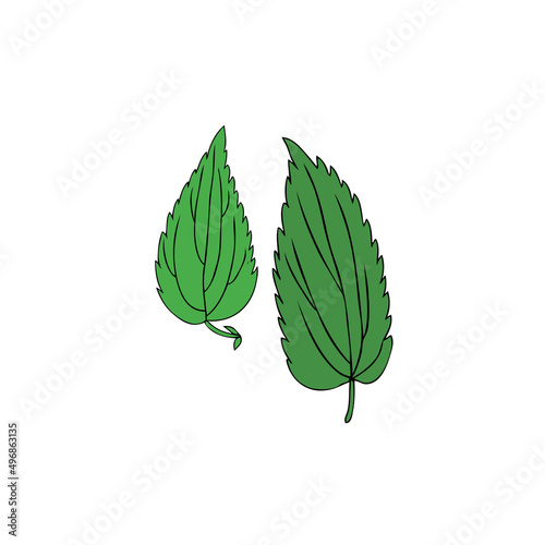 Nettle wild field flower isolated on white background botanical hand drawn sketch vector doodle colorful illustration Urtica dioica for design package tea, cosmetic, natural medicine, greeting card