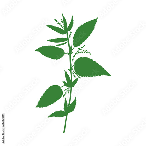 Nettle wild field flower isolated on white background botanical hand drawn sketch vector doodle colorful illustration Urtica dioica, decorative silhouette for design package tea, cosmetic, medicine