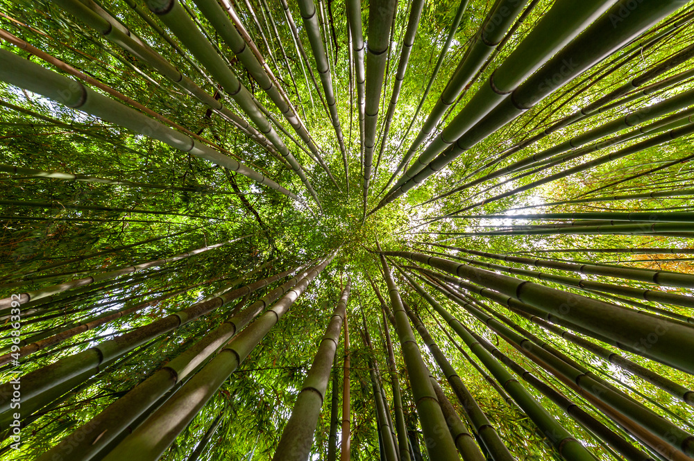 View up in a dense bamboo garden in Italy View up in a dense bamboo garden in Italy
