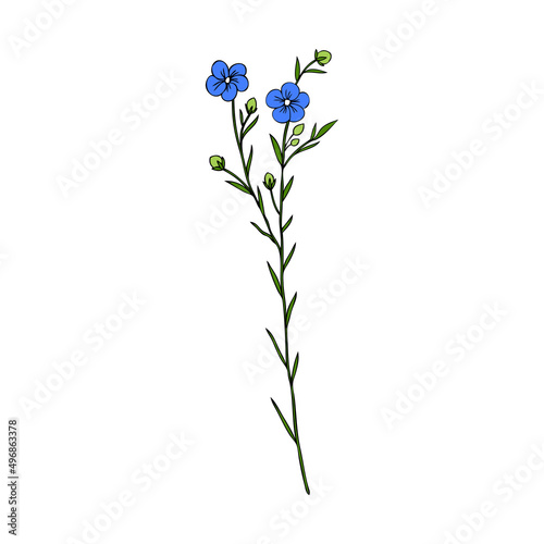 Flax plant, wild field flower isolated on white, botanical hand drawn sketch vector colorful illustration medicinal plant Linen branch for design package organic cosmetic, medicine, greeting card