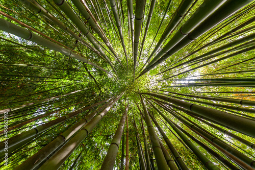 View up in a dense bamboo garden in Italy