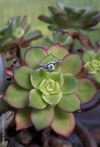 Tableau sur toile Shallow focus shot of an aeonium plant with a silver ring