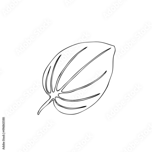 Great plantain, Plantago major medicinal wild field plant isolated on white background, hand drawn vector doodle line art illustration green leaf for design package tea, cosmetic, natural medicine © m_e_l