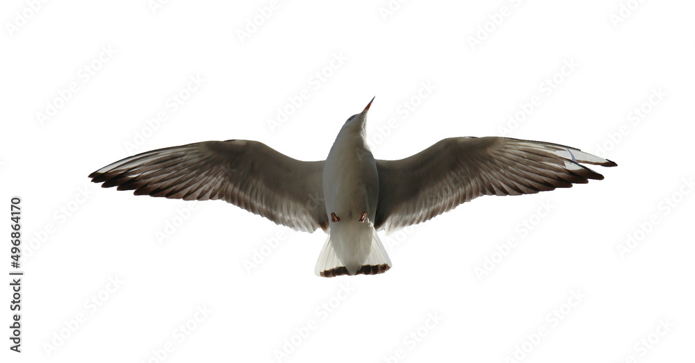 Obraz premium seagull in flight isolated on white