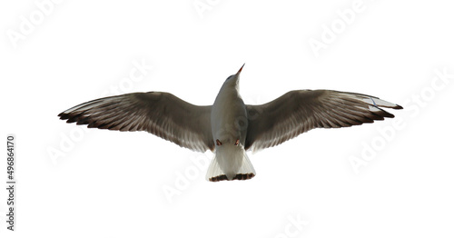  seagull in flight isolated on white