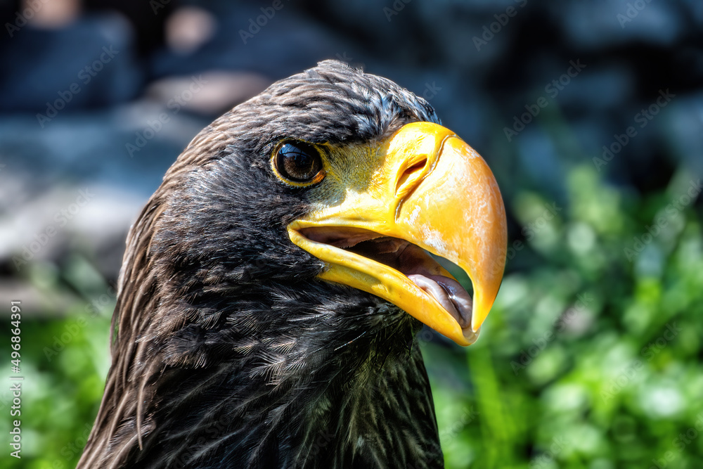 Obraz premium A big eagle with yellow beak on the background of green grass.