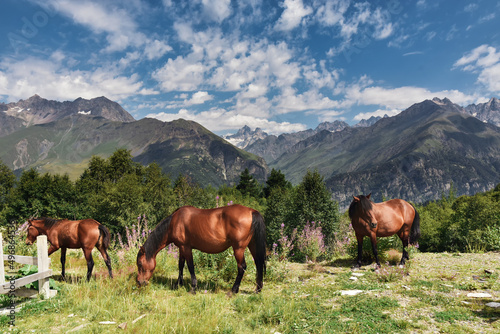 Wild horses with the mountains range with clouds and storm clouds at the background. Caucasus Mountains, Svaneti region of Georgia.