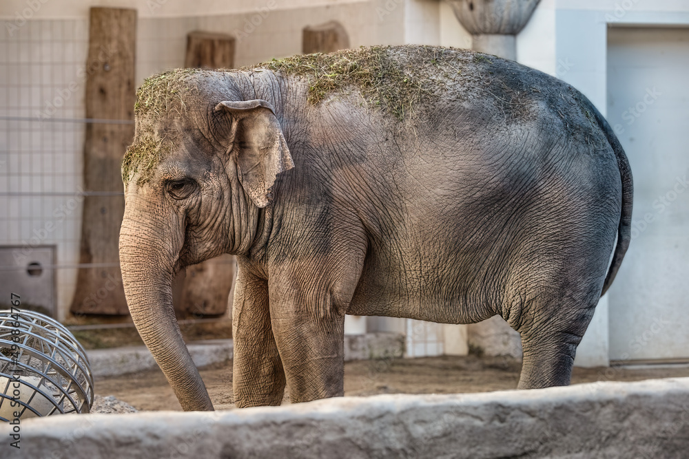Fototapeta premium A big elephant eating grass from big grass balls.