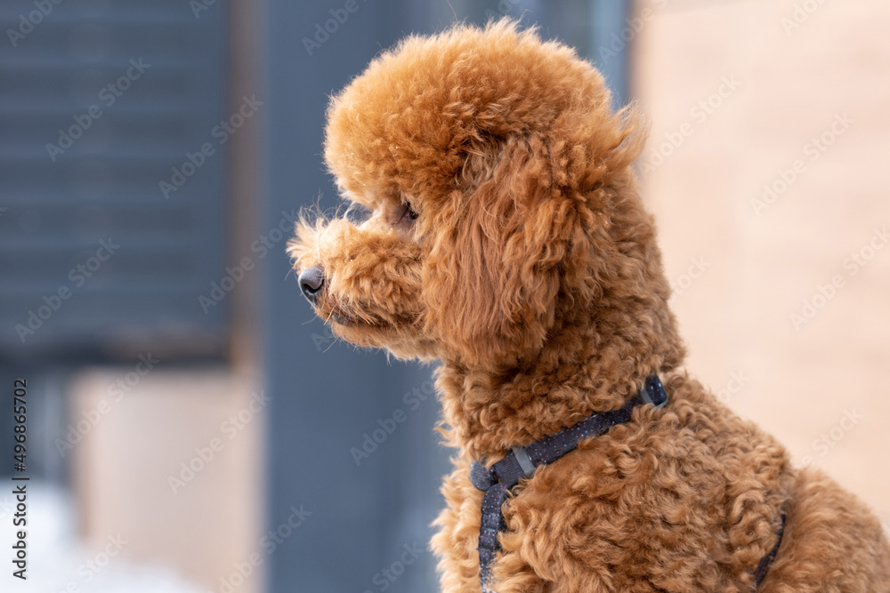 Beautiful little brown poodle dog in a harness. Miniature poodle pet puppy close-up portrait.