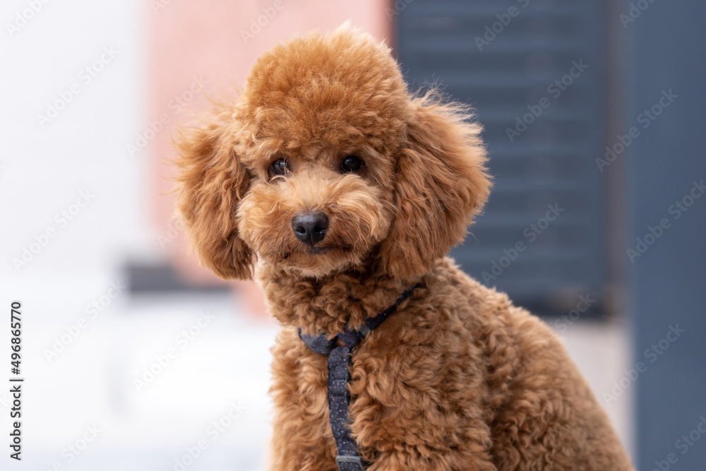 Beautiful little brown poodle dog in a harness. Miniature poodle pet puppy close-up portrait. Beautiful little brown poodle dog in a harness. Miniature poodle pet puppy close-up portrait.