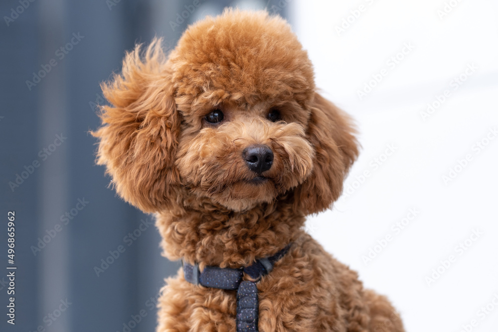 Beautiful little brown poodle dog in a harness. Miniature poodle pet puppy close-up portrait. Beautiful little brown poodle dog in a harness. Miniature poodle pet puppy close-up portrait.