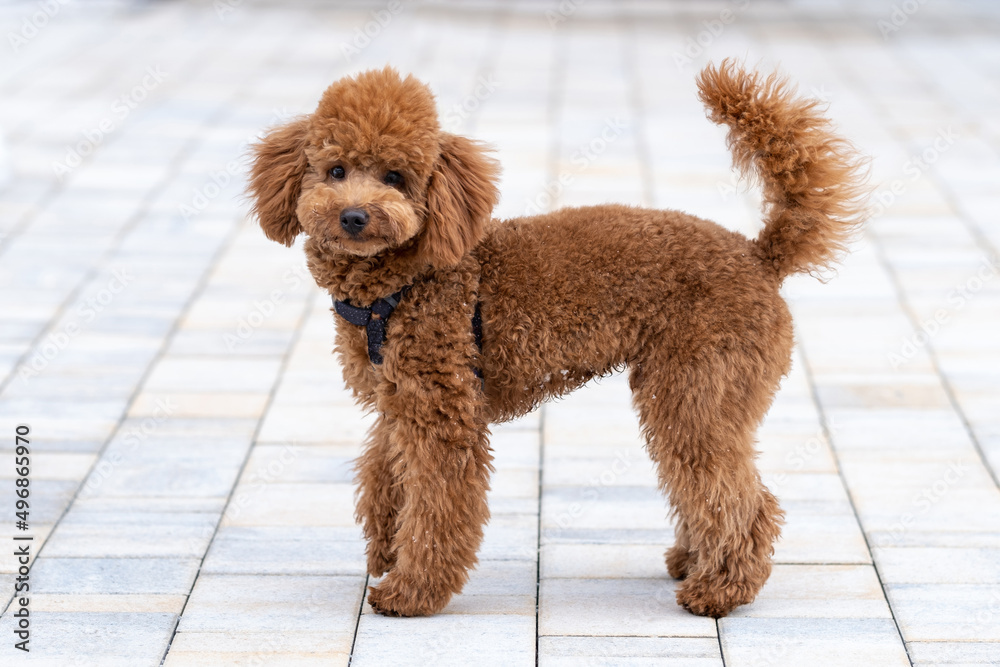 Beautiful little brown poodle dog in a harness. Miniature poodle pet puppy on a walk in the street.