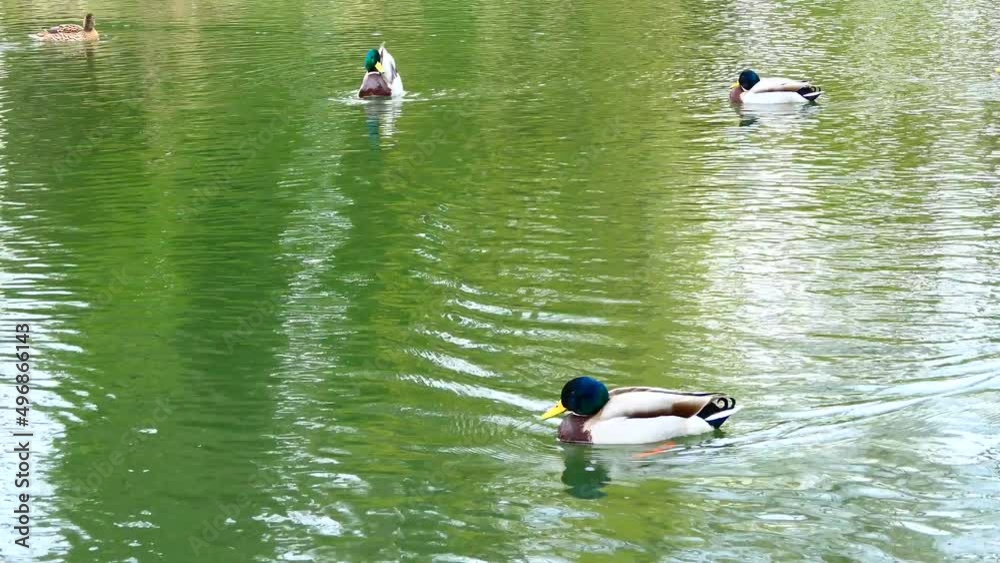 Ducks swimming in river Ducks swimming in river