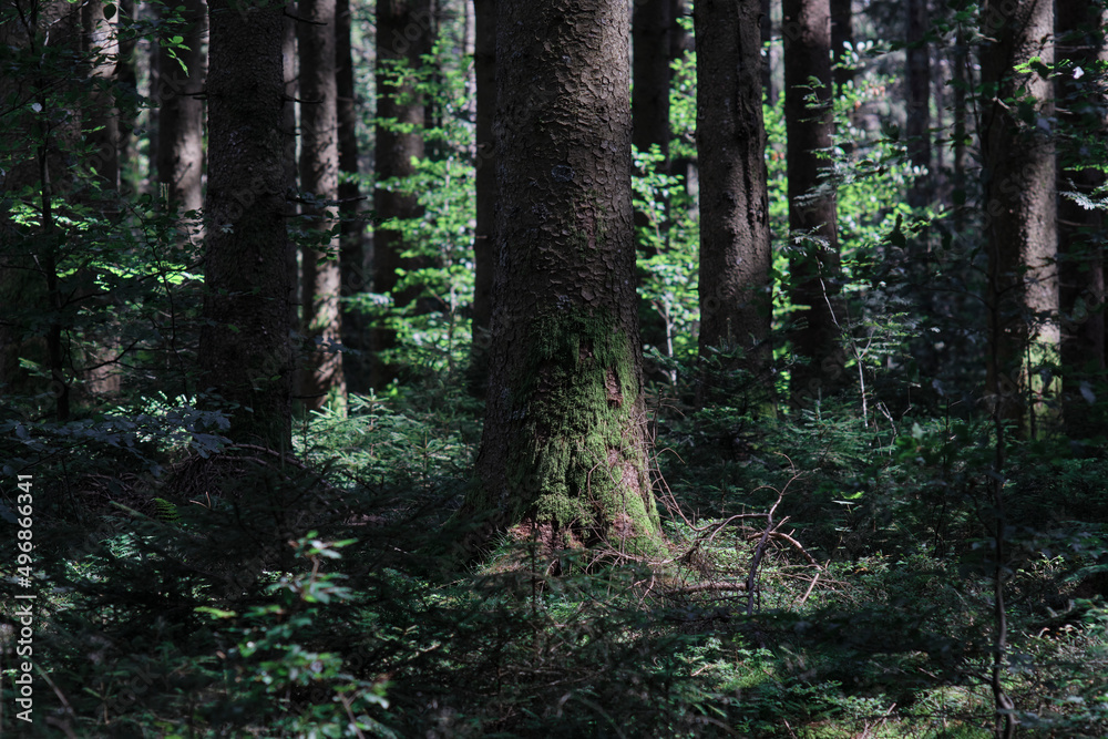 Obraz premium schwarzwald