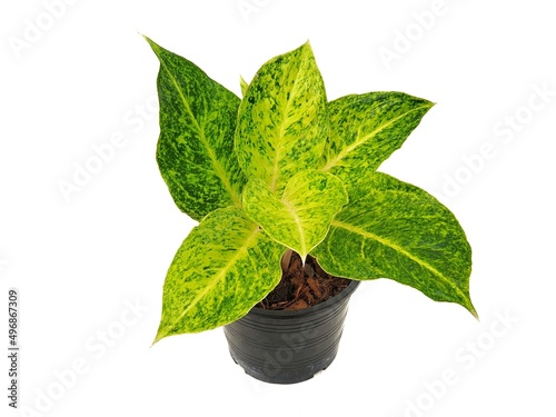 Aglaonema isolated on white background with copy space. Chinese Evergreen. ARACEAE. It is commonly grown as an ornamental plant. colors and patterns on leaves. 