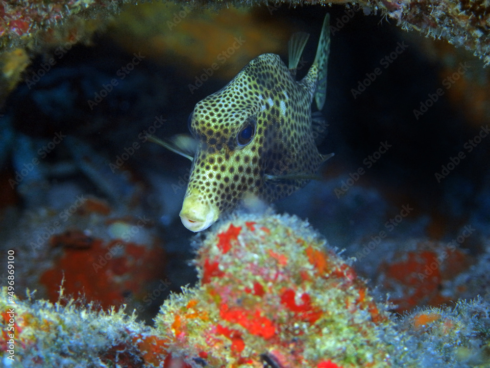 Fototapeta premium Smooth Trunkfish in Caribbean Sea near Cozumel Island, Mexico