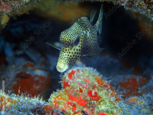 Smooth Trunkfish in Caribbean Sea near Cozumel Island, Mexico © bayazed