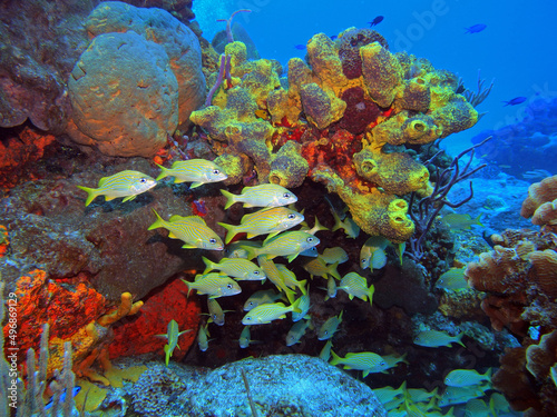 French grunt in Caribbean Sea near Cozumel Island, Mexico photo