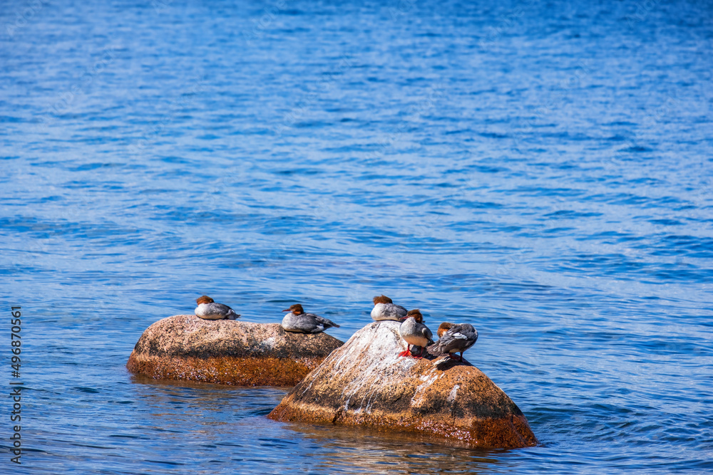 Fototapeta premium Flock of Merganser birds on a rock in a lake